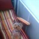 Подробнее об объявлении «Анапа Пропала собака кобель помогите найти собаку» Фото: пропала собака Йоркширский терьер «Анапа Пропала собака кобель помогите найти собаку» в г. Анапа