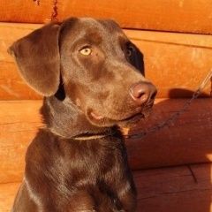 Подробнее об объявлении «Архипо-Осиповка Пропала собака кобель помогите пожалуйста найти собаку  #; #;» Фото: пропала собака Курцхаар «Архипо-Осиповка Пропала собака кобель помогите...» в г. Архипо-Осиповка