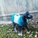 Подробнее об объявлении «Пропала собака Ангарск» Фото: пропала собака Цвергшнауцер «Пропала собака Ангарск» в г. Ангарск