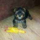 Подробнее об объявлении «Темрюк Пропала собака» Фото: пропала собака Йоркширский терьер «Темрюк Пропала собака» в г. Темрюк