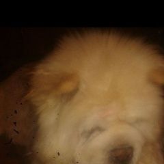 Подробнее об объявлении «Пропала собака Первоуральск» Фото: пропала собака  «Пропала собака Первоуральск» в г. Первоуральск