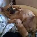 Подробнее об объявлении «Челябинск Пропала собака» Фото: пропала собака  «Челябинск Пропала собака» в г. Челябинск