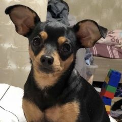 Подробнее об объявлении «Пропала собака Санкт-Петербург» Фото: пропала собака Русский той-терьер «Пропала собака Санкт-Петербург» в г. Санкт-Петербург