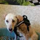 Подробнее об объявлении «Балашиха Пропала собака зовут холли.» Фото: пропала собака  «Балашиха Пропала собака зовут холли.» в г. Балашиха