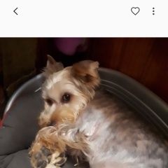 Подробнее об объявлении «Анапа Пропала собака кобель» Фото: пропала собака  «Анапа Пропала собака кобель» в г. Анапа