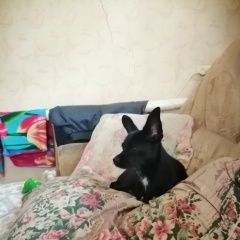 Подробнее об объявлении «Нижний Новгород Пропала собака» Фото: пропала собака  «Нижний Новгород Пропала собака» в г. Нижний Новгород