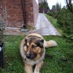 Подробнее об объявлении «Пропала собака кобель Дмитров» Фото: пропала собака Кавказская овчарка «Пропала собака кобель Дмитров» в г. Дмитров