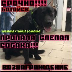 Подробнее об объявлении «Батайск Пропала собака кобель нашедшему вознаграждение» Фото: пропала собака  «Батайск Пропала собака кобель нашедшему...» в г. Батайск