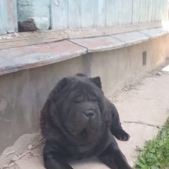 Подробнее об объявлении «Востряково Пропала собака кобель» Фото: пропала собака Шар-пей «Востряково Пропала собака кобель» в г. Востряково