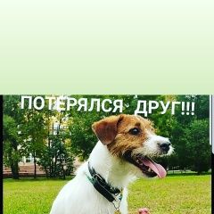 Подробнее об объявлении «Пропала собака кобель Хабаровск» Фото: пропала собака Джек рассел терьер «Пропала собака кобель Хабаровск» в г. Хабаровск