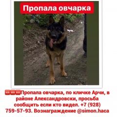 Подробнее об объявлении «Ростов-на-Дону Пропала собака кобель» Фото: пропала собака  «Ростов-на-Дону Пропала собака кобель» в г. Ростов-на-Дону
