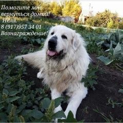 Подробнее об объявлении «Пропала собака большая белая лохматая Самара» Фото: пропала собака Пиренейская горная собака «Пропала собака большая белая лохматая Самара» в г. Самара