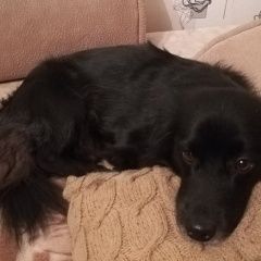 Подробнее об объявлении «Тюмень Пропала собака кобель» Фото: пропала собака  «Тюмень Пропала собака кобель» в г. Тюмень