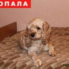 Подробнее об объявлении «Анапа Пропала собака, года назад» Фото: пропала собака Английский кокер-спаниель «Анапа Пропала собака, года назад» в г. Анапа
