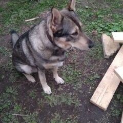 Подробнее об объявлении «Конаково Пропала собака кобель» Фото: пропала собака  «Конаково Пропала собака кобель» в г. Конаково