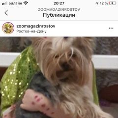 Подробнее об объявлении «Ростов-на-Дону Пропала собака кобель йорка» Фото: пропала собака Йоркширский терьер «Ростов-на-Дону Пропала собака кобель йорка» в г. Ростов-на-Дону