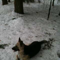Подробнее об объявлении «Пропала собака друг Егорьевск» Фото: пропала собака Немецкая овчарка «Пропала собака друг Егорьевск» в г. Егорьевск