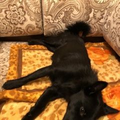 Подробнее об объявлении «Пропала собака Санкт-Петербург» Фото: пропала собака  «Пропала собака Санкт-Петербург» в г. Санкт-Петербург