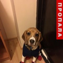 Подробнее об объявлении «Пропала собака Томск» Фото: пропала собака Бигль «Пропала собака Томск» в г. Томск
