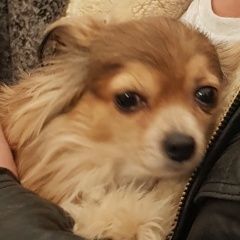 Подробнее об объявлении «Пропала собака девочка чихуахуа Чехов» Фото: пропала собака Чихуахуа «Пропала собака девочка чихуахуа Чехов» в г. Чехов