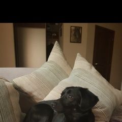 Подробнее об объявлении «Пропала собака Смоленск» Фото: пропала собака  «Пропала собака Смоленск» в г. Смоленск