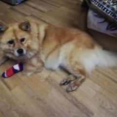 Подробнее об объявлении «Пропала собака, кличка буся Самара» Фото: пропала собака Чау-чау «Пропала собака, кличка буся Самара» в г. Самара