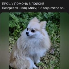 Подробнее об объявлении «Пропала собака убежала собака Санкт-Петербург» Фото: пропала собака  «Пропала собака убежала собака Санкт-Петербург» в г. Санкт-Петербург