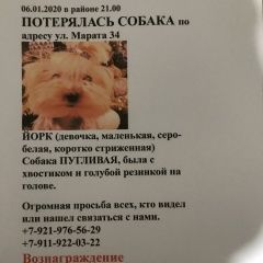 Подробнее об объявлении «Пропала собака в центральном районе йоркширский Санкт-Петербург» Фото: пропала собака Йоркширский терьер «Пропала собака в центральном районе йоркширский...» в г. Санкт-Петербург