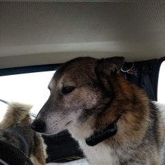 Подробнее об объявлении «Пропала собака кобель лайка кобель Самара» Фото: пропала собака Западно-сибирская лайка «Пропала собака кобель лайка кобель Самара» в г. Самара