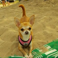 Подробнее об объявлении «Пропала собака чихуахуа рыжая Самара» Фото: пропала собака Чихуахуа «Пропала собака чихуахуа рыжая Самара» в г. Самара