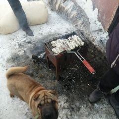 Подробнее об объявлении «Пропала собака щенок шарпей Хабаровск» Фото: пропала собака Шар-пей «Пропала собака щенок шарпей Хабаровск» в г. Хабаровск