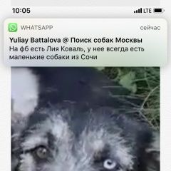 Подробнее об объявлении «Москва Пропала собака ищу собачку ( разноглазая метиска)» Фото: пропала собака Лабрадор ретривер «Москва Пропала собака ищу собачку ( разноглазая...» в г. Москва