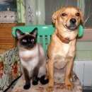 Подробнее об объявлении «Ейск Пропала собака кобель» Фото: пропала собака  «Ейск Пропала собака кобель» в г. Ейск