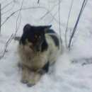 Подробнее об объявлении «Пропала собака вознаграждение гарантируется Санкт-Петербург» Фото: пропала собака  «Пропала собака вознаграждение гарантируется...» в г. Санкт-Петербург