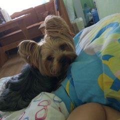 Подробнее об объявлении «Пропала собака кобель Аксай (Ростовская обл.)» Фото: пропала собака Йоркширский терьер «Пропала собака кобель Аксай (Ростовская обл.)» в г. Аксай (Ростовская обл.)