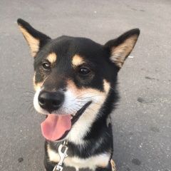 Подробнее об объявлении «Пропала собака кобель Санкт-Петербург» Фото: пропала собака Сомалийская «Пропала собака кобель Санкт-Петербург» в г. Санкт-Петербург