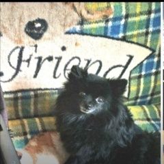 Подробнее об объявлении «Пропала собака джессика Санкт-Петербург» Фото: пропала собака Немецкий шпиц «Пропала собака джессика Санкт-Петербург» в г. Санкт-Петербург