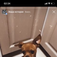 Подробнее об объявлении «Люберцы Пропала собака кобель то-терьер мальчик» Фото: пропала собака Той-терьер «Люберцы Пропала собака кобель то-терьер мальчик» в г. Люберцы