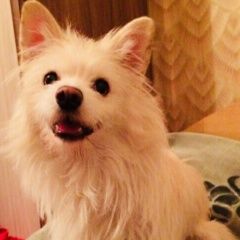 Подробнее об объявлении «Челябинск Пропала собака кобель» Фото: пропала собака  «Челябинск Пропала собака кобель» в г. Челябинск