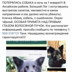 Подробнее об объявлении «Ростов-на-Дону Пропала собака кобель» Фото: пропала собака  «Ростов-на-Дону Пропала собака кобель» в г. Ростов-на-Дону