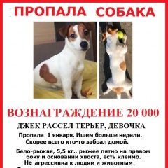 Подробнее об объявлении «Пропала собака провал джек рассел терьер Долгопрудный» Фото: пропала собака Джек рассел терьер «Пропала собака провал джек рассел терьер...» в г. Долгопрудный