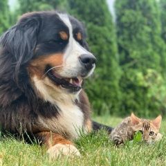 Подробнее об объявлении «Пропала собака помогите найти Дмитров» Фото: пропала собака Бернская пастушья собака «Пропала собака помогите найти Дмитров» в г. Дмитров