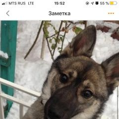 Подробнее об объявлении «Ростов-на-Дону Пропала собака помогите найти» Фото: пропала собака Сибирская хаски «Ростов-на-Дону Пропала собака помогите найти» в г. Ростов-на-Дону