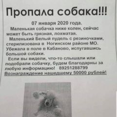 Подробнее об объявлении «Ногинск Пропала собака» Фото: пропала собака Пудель «Ногинск Пропала собака» в г. Ногинск