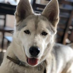 Подробнее об объявлении «Пропала собака вознаграждение Дмитров» Фото: пропала собака  «Пропала собака вознаграждение Дмитров» в г. Дмитров