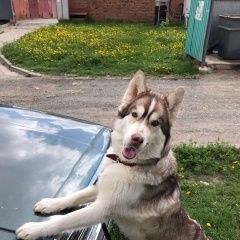 Подробнее об объявлении «Пропала собака хаски Чебоксары» Фото: пропала собака Сибирская хаски «Пропала собака хаски Чебоксары» в г. Чебоксары