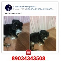Подробнее об объявлении «Ростов-на-Дону Пропала собака» Фото: пропала собака  «Ростов-на-Дону Пропала собака» в г. Ростов-на-Дону