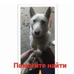 Подробнее об объявлении «Ростов-на-Дону Пропала собака» Фото: пропала собака Сибирская хаски «Ростов-на-Дону Пропала собака» в г. Ростов-на-Дону