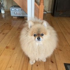 Подробнее об объявлении «Пропала собака кобель помогите найти Санкт-Петербург» Фото: пропала собака Померанский шпиц «Пропала собака кобель помогите найти...» в г. Санкт-Петербург