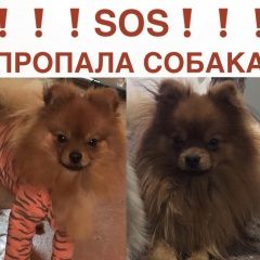 Подробнее об объявлении «Ростов-на-Дону Пропала собака кобель» Фото: пропала собака Немецкий шпиц «Ростов-на-Дону Пропала собака кобель» в г. Ростов-на-Дону
